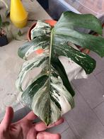 Monstera variegata, Huis en Inrichting, Kamerplanten, Overige soorten, Minder dan 100 cm, Halfschaduw, Ophalen