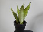 sanseveria moonshine lucht zuiverende plant, Ophalen of Verzenden, In pot, Halfschaduw, Minder dan 100 cm