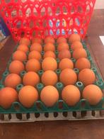 Verse scharreleieren in elke hoeveelheid mogelijk, Ophalen of Verzenden