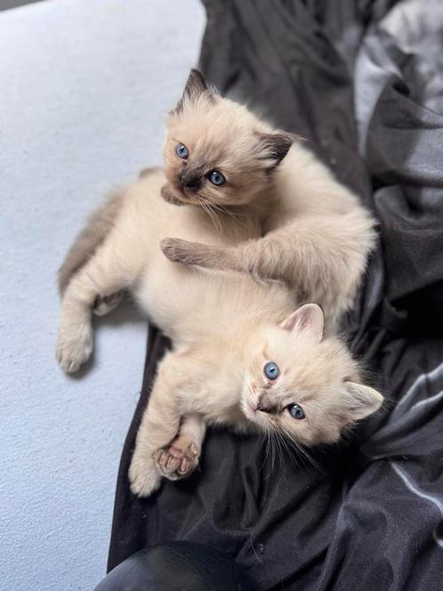 Lieve raszuivere ragdoll kittens!, Dieren en Toebehoren, Katten en Kittens | Raskatten | Langhaar, Meerdere dieren, 0 tot 2 jaar
