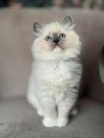 Raszuivere Ragdoll kittens – Blue Point &mitted, Meerdere dieren, Ontwormd, 0 tot 2 jaar