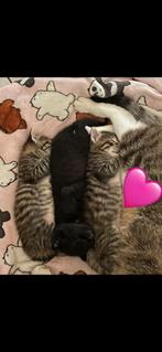 Deze prachtige tijgerkittens zijn nu één maand oud. Ze spele, Kater, Kortharig, 0 tot 2 jaar