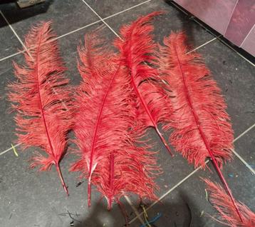 Rode struisvogel veren te koop! 2000 stuks! beschikbaar voor biedingen
