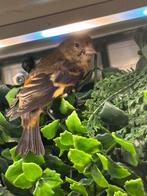 Kapoetsensijs 2025 man, Dieren en Toebehoren, Mannelijk