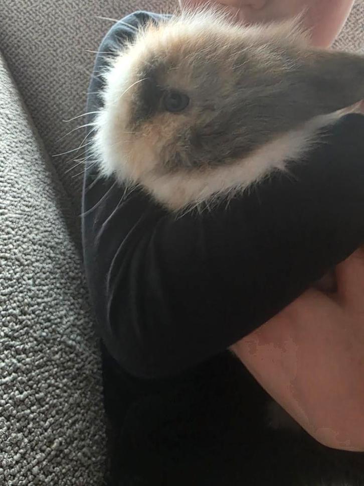 Teddy Widder dwerg baby hangoor konijntjes te koop, Dieren en Toebehoren, Konijnen, Dwerg, Meerdere dieren