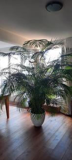 Kamerhoge palm zonder buitenpot, Huis en Inrichting, Kamerplanten, Ophalen, Halfschaduw, 150 tot 200 cm