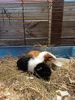 2 cavia's te koop, Dieren en Toebehoren, Knaagdieren, Januari, Mannelijk, Cavia