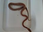 Stripe rattenslang, Dieren en Toebehoren, Reptielen en Amfibieën, Hagedis, 0 tot 2 jaar