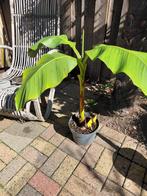 red tiger banaan musa sikkemensis, Tuin en Terras, Planten | Tuinplanten, Volle zon, Vaste plant, Zomer, Ophalen