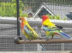 goudmantel parkieten, Dieren en Toebehoren, Vogels | Parkieten en Papegaaien, Meerdere dieren, Parkiet, Geringd
