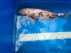 Diverse mooie koi, Dieren en Toebehoren, Vissen | Vijvervissen, Karper of Koi
