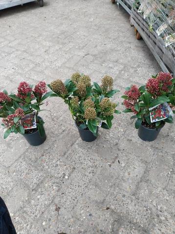 Skimmia planten 