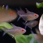 Hyphessobrycon pulchripinnis, Vis