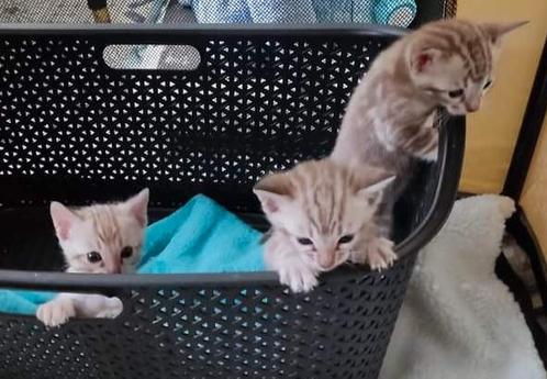 Ze zijn super leuk en mogen meteen mee, Dieren en Toebehoren, Katten en Kittens | Raskatten | Korthaar, Meerdere dieren, Met stamboom
