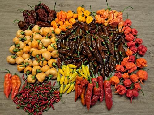 peperzaden van mild tot extreem hete peper Complete set., Tuin en Terras, Bloembollen en Zaden, Zaad, Voorjaar, Volle zon, Ophalen of Verzenden