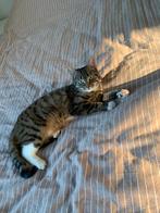 Lieve poes Nala zoekt een nieuw thuis, Poes