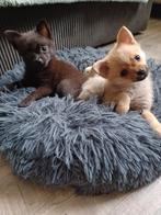 Hele lieve mooie sociale 75% pomeriaan pups/ pomchi, Dieren en Toebehoren, Honden | Chihuahua's en Gezelschapshonden, Overige rassen