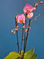 Orchidee Phalaenopsis Special p12 (6)