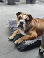 Lieve, energieke Engelse bulldog zoekt een nieuw thuis, Dieren en Toebehoren, Honden | Bulldogs, Pinschers en Molossers, Rabiës (hondsdolheid)