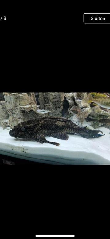 45 cm pleco beschikbaar voor biedingen