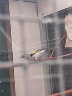Te koop major putter man., Dieren en Toebehoren, Vogels | Overige Vogels, Mannelijk, Wildzangvogel