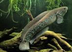channa indonesia met 500L aquarium, Dieren en Toebehoren, Vissen | Aquariumvissen, Vis