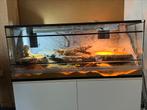 Baardagaam en terrarium 3d 120x50x50, Dieren en Toebehoren, Reptielen en Amfibieën, Hagedis, Met terrarium, 0 tot 2 jaar