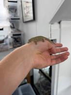 Onverwant koppel eurydactylodes occidentalis, Dieren en Toebehoren, Reptielen en Amfibieën, 0 tot 2 jaar