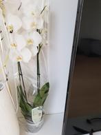 Mooie orchidee, Huis en Inrichting, Kamerplanten, Ophalen of Verzenden, Overige soorten, Minder dan 100 cm