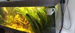 Reuze vallisneria, Dieren en Toebehoren, Vissen | Aquaria en Toebehoren, Ophalen, Zo goed als nieuw, Plant(en), Steen of Hout