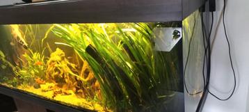 Reuze vallisneria  beschikbaar voor biedingen