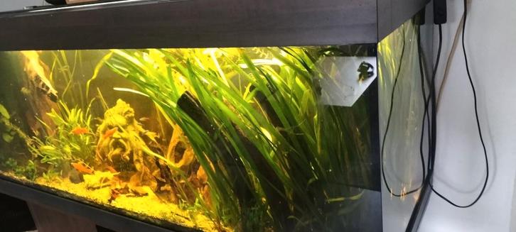 Reuze vallisneria, Dieren en Toebehoren, Vissen | Aquaria en Toebehoren, Zo goed als nieuw, Plant(en), Steen of Hout, Ophalen