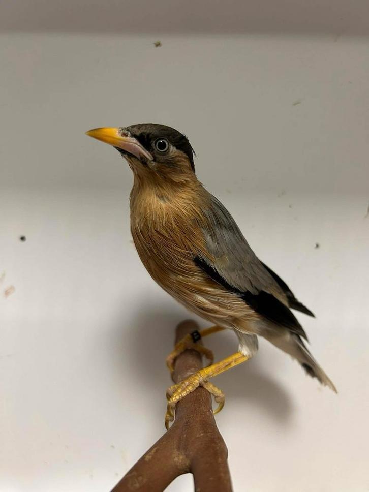 3-3 pagode spreeuwen, Dieren en Toebehoren, Vogels | Overige Vogels, Tropenvogel, Meerdere dieren, Geringd