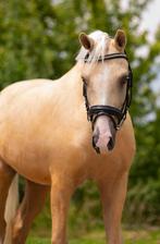 Stalmedewerker Stal Hulp Paarden Verzorging groom stalhulp