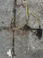 Japanse wijnbes Jonge planten met wortelstok, Tuin en Terras, Ophalen of Verzenden, Voorjaar, Halfschaduw, Wortelstok