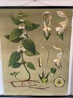 Schoolplaat Witte Dovenetel - Jung-Koch-Quentell, Ophalen of Verzenden, Natuur en Biologie