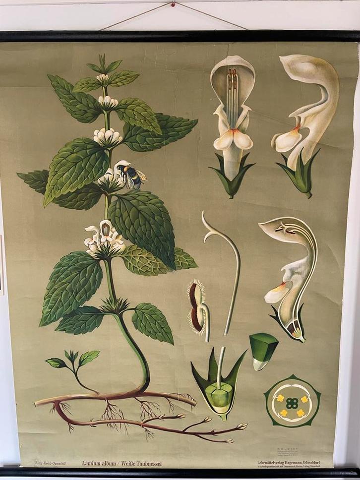 Schoolplaat Witte Dovenetel - Jung-Koch-Quentell, Antiek en Kunst, Antiek | Schoolplaten, Natuur en Biologie, Ophalen of Verzenden