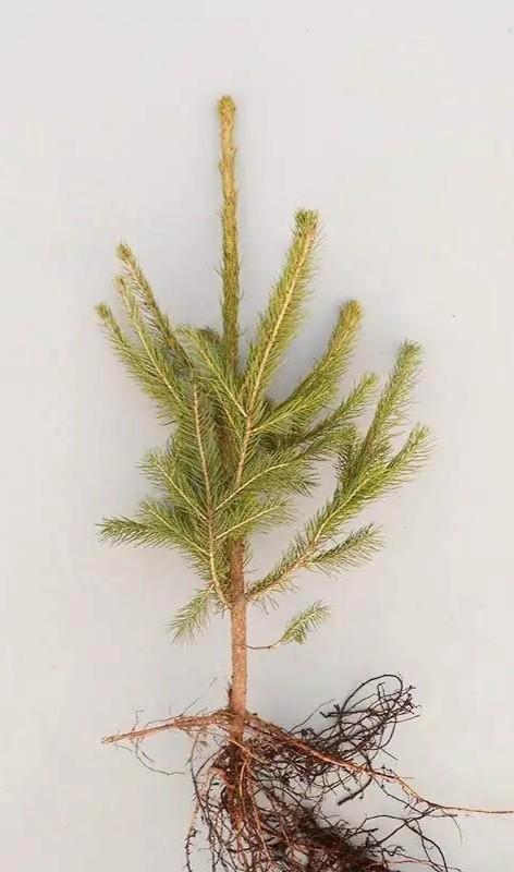 Fijnspar plantgoed Picea Abies 40/60cm Groene Kerstboom, Tuin en Terras, Planten | Struiken en Hagen, Overige soorten, Minder dan 100 cm