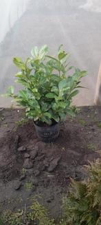 mooie struik laurier, Tuin en Terras, Ophalen of Verzenden, Laurier, 100 tot 250 cm