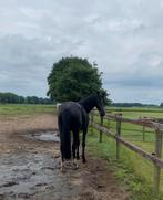 Lieve 3.5 jarige merrie, Dieren en Toebehoren, Pony's, 3 tot 6 jaar, Onbeleerd, Ontwormd, Merrie