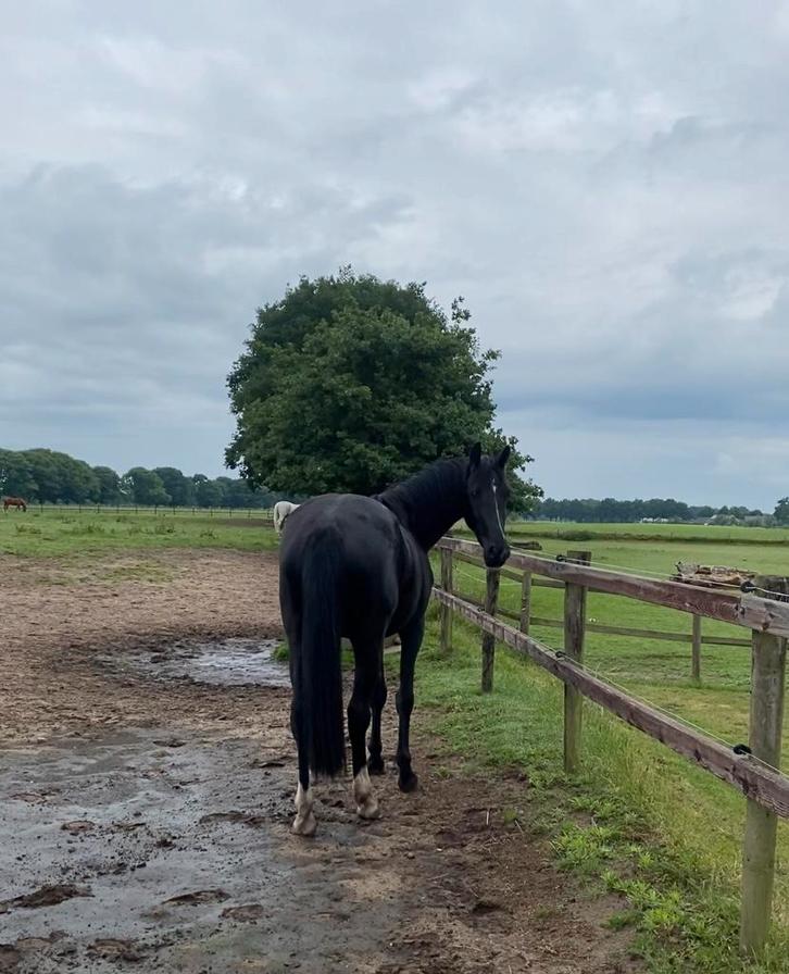 Lieve 3.5 jarige merrie, Dieren en Toebehoren, Pony's, Merrie, Onbeleerd, E pony (1.48m - 1.57m), 3 tot 6 jaar, Ontwormd
