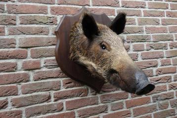 Prachtig opgezet wild zwijn op schild beschikbaar voor biedingen