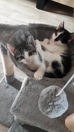 kittens    geb 5 juni 11 poesje, Poes, Ontwormd
