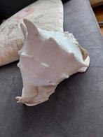 Grote decoratieve schelp, Huis en Inrichting, Ophalen of Verzenden, Gebruikt