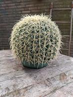 Cactus, Ophalen of Verzenden, Zomer, Overige soorten, Volle zon