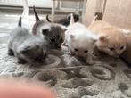 Britse korthaar kittens., Dieren en Toebehoren, Katten en Kittens | Raskatten | Korthaar
