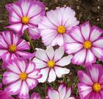 Nr 42/ zaad van Cosmos Cosmea Rose Picotee - bio, Ophalen of Verzenden, Voorjaar, Volle zon, Zaad