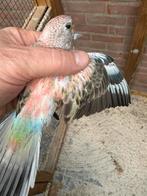 Bourke pop, Dieren en Toebehoren, Vogels | Parkieten en Papegaaien, Vrouwelijk, Parkiet, Geringd