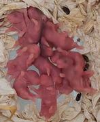 Nestje Syrische (goudhamsters), Meerdere dieren, Hamster, Na 1 juli 2024, Tam