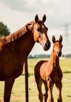 Drachtige fokmerrie te koop, Dieren en Toebehoren, Paarden, Merrie, Gechipt, Niet van toepassing, Dressuurpaard